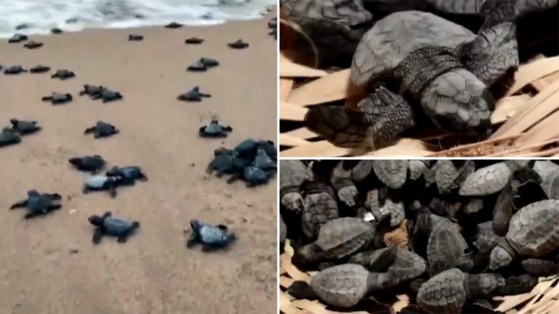 Andhra Pradesh: Forest & Environment Department Releases Over 350 Baby Turtles Into Sea in Visakhapatnam (Watch Video)