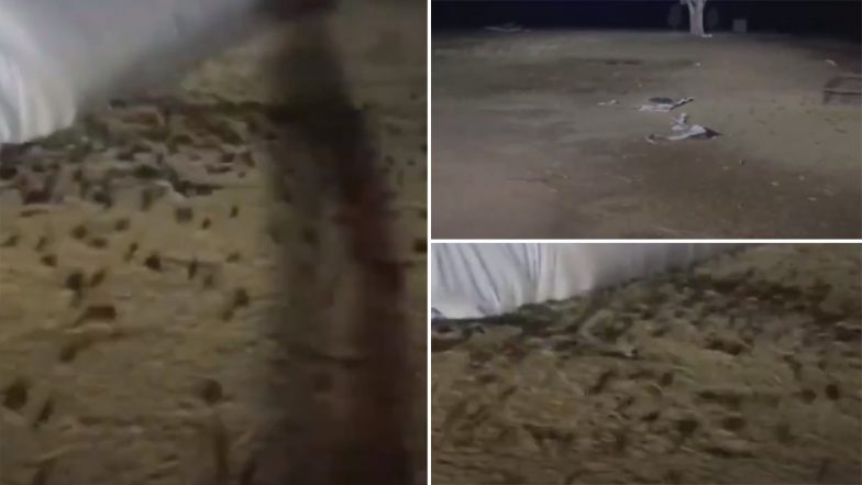 Worst Plague of Mice in Australia: Stomach-Churning Video of Thousands of Mice in New South Wales Is Horrifying Netizens