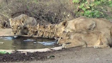 Gujarat: Over 400 Water Points Set Up for Asiatic Lions in Gir National Park