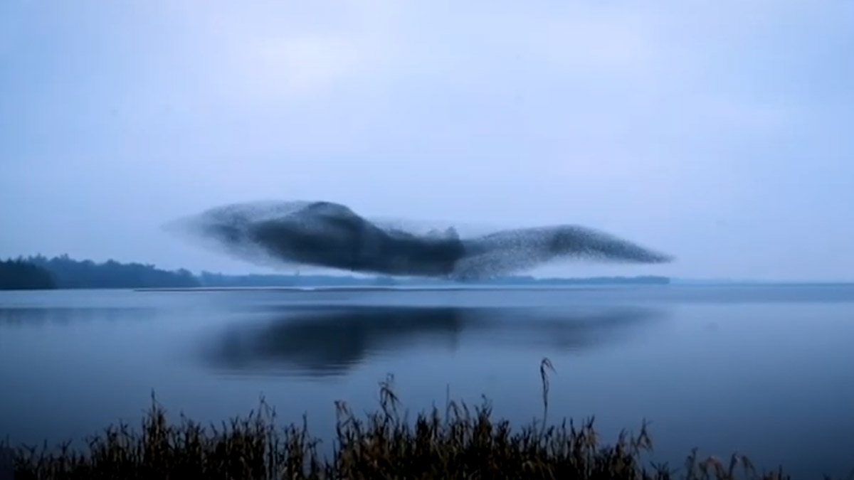 Murmuration of Starlings Form Stunning Shape of a Giant Bird Above Ireland Lake, Watch Video