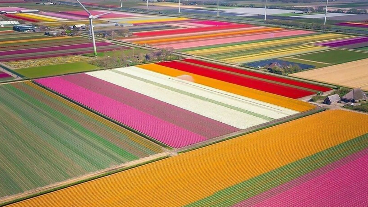 Sarcastic Tweet Labelling Amsterdam Tulip Field As Kaas Pathaar Goes Viral; Netizens Come Up With Their Versions