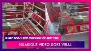 Guard Dog Sleeps Through Security Training Drill, Hilarious Video Goes Viral