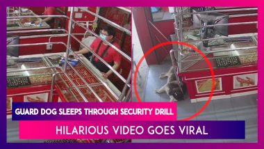 Guard Dog Sleeps Through Security Training Drill, Hilarious Video Goes Viral