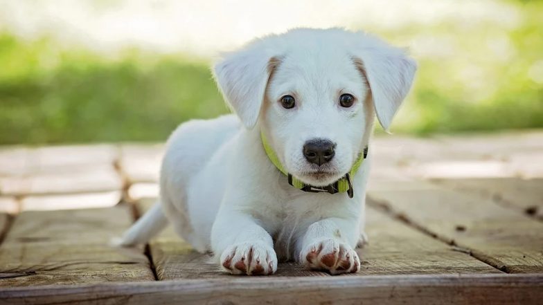 National Puppy Day 2021: Cutest Puppies Busy Doing Funny Things Will Instantly Cheer You! Watch Paw-dorable Videos