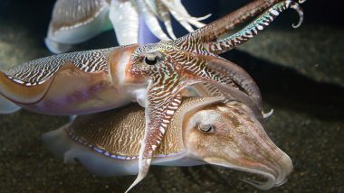 Self-Control at Best! Cuttlefish Passes 'Marshmallow Test' Designed for Human Children, Watch Video How Cephalopods Resists Taking Food Immediately to Get Better Reward