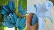 Blue Java Bananas: Did You Know About the Blue-Coloured Bananas That Taste like Vanilla Ice-Cream? From Its Nutritional Value to Recipes, Everything You Need to Know