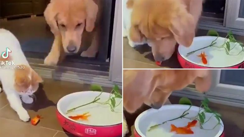 Doggo to the Rescue! Adorable Dog Saves Goldfish & Puts Its Back On the Bowl of Water, Video Goes Viral