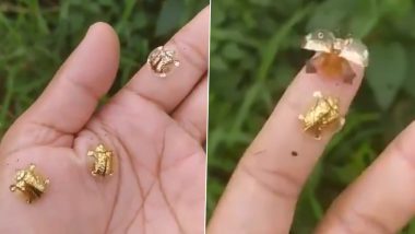 True Gems of Nature! Tiny Golden Tortoise Beetle Flying Will Leave You Awestruck (Watch Video)