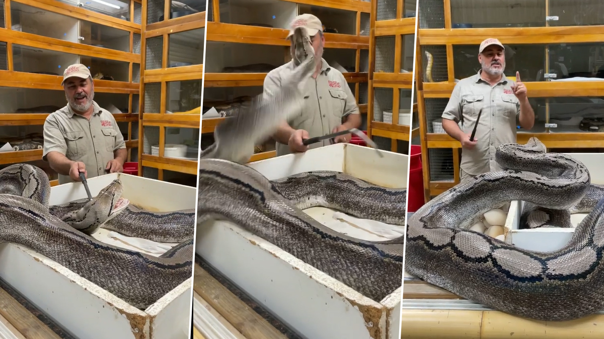 Massive Snake Attacks Reptile Zoo Founder Jay Brewer (Watch Shocking Video)