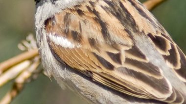 World Sparrow Day 2021: From House Sparrow to Yellow-Spotted Petronia, 10 Types of Sparrows You Ought To Know