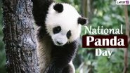 National Panda Day 2021 Date, History & Significance: Know More About the Super Cute Animal While Checking Out The Adorable Panda Pics and Videos