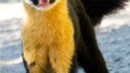 From Lion-Tailed Macaque to Nilgiri Marten, You Can Spot These 6 Rare and Exotic Animals Only in India