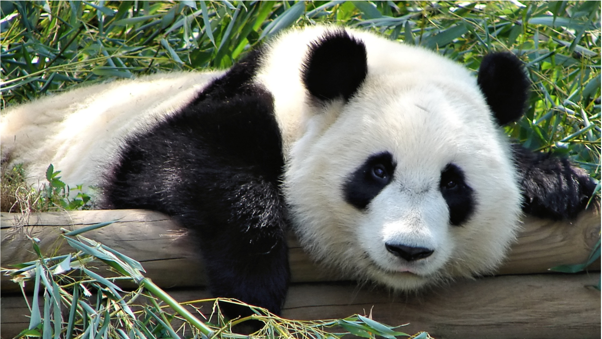 National Panda Day 2021: 11 Pandastic Facts About Black and White Giant Pandas!