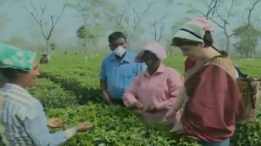 Priyanka Gandhi Vadra Plucks Tea Leaves at Sadhuru Tea Garden in Assam, Watch Video