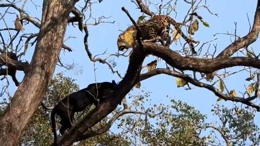 Video of Black Panther and Leopard's Majestic Encounter at Kabini Wildlife Sanctuary Is Going Viral on Twitter!