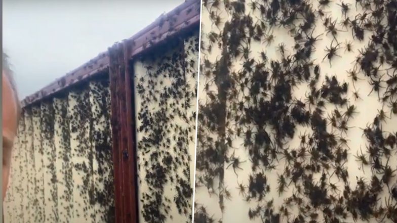 Spiders Swarm Australian Homes to Escape NSW Floods, Viral Videos Will Give You Nightmare!