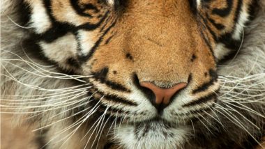 World Wildlife Day 2021: From Orangutan to Sunda Tiger, List of Critically Endangered Species of Animal Worldwide
