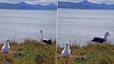 Face-Planting Albatross in New Zealand Who Seemingly Missed the ‘How Not to Land’ Lesson Is Going Viral for a Hilarious Video! Watch