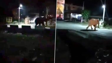 Ruthless Crowd Chase Elephant Down a Street In Viral Video, Netizens Are Appalled!