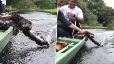 Sloth Casually Enjoys Human Boat Ride While Playing With the Water, Adorable Video Will Make Your Day