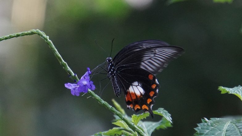 Biodiversity Day 2021 Date and Theme: International Day for Biological Diversity to be Centred Around The Theme 'We Are Part of the Solution #ForNature' This Year