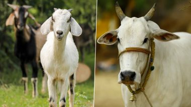 From Ahmed Shahi to Mahesh, Why Humans Rape Animals, Know Everything about Zoophilia and Bestiality and Psyche Behind the Heinous Crime