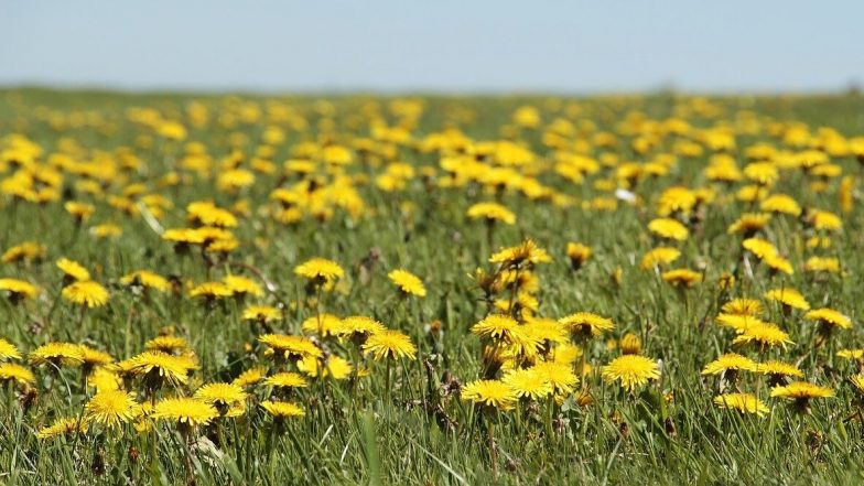 Weed Appreciation Day 2021 Date, History and Significance: Know All About the Day Dedicated to Honour the Usefulness of Weeds in Medicine