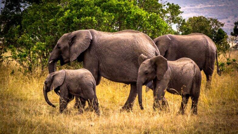 Elephants vs Avocados: Wildlife in Kenya Under Threat From Fruit ...