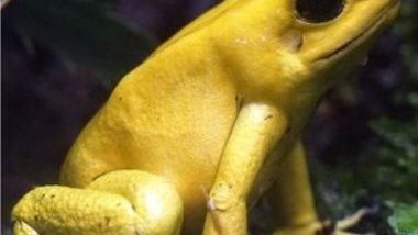 World Frog Day 2021: From Poison Dart Frogs to Tomato Frogs, 9 Types of Frogs To Know About