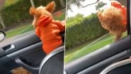 Ginger, Toy Poodle Dog Flies Out From Car Window in the Most Dramatic Way, Survives Luckily! Heart-Stopping Video is Making Pet Owners Think Twice About Pooches Enjoying Car Ride