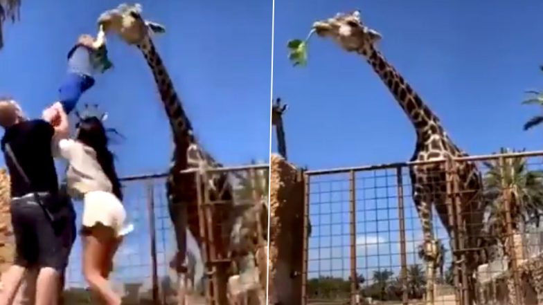 Toddler Attempts to Feed Giraffe But Ends Up Hanging in the Air Along With the Branch As the Animal Tears Off the Leaves (Watch Video)