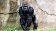San Diego Zoo Great Apes Become First Non-Humans to Receive COVID-19 Vaccine! Here Are Other Animals That Have Been Affected by Coronavirus in The Past