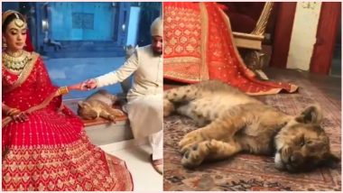 Pakistani Bride and Groom Use Tranquilized Lion Cub As 'Prop' For Their Wedding Photoshoot, Viral Video Will Break Your Heart