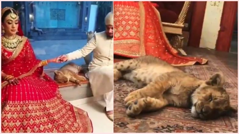 Pakistani Bride and Groom Use Tranquilized Lion Cub As 'Prop' For Their Wedding Photoshoot, Viral Video Will Break Your Heart