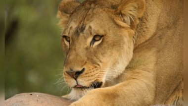 Phoenix Zoo Euthanises 22-Year-Old Female African Lion Cookie Due to Spine Issues