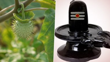 Mahashivratri 2021: Why Is Dhatura Offered to Shivling? Know More Mahashivratri and the Significance of Thornapple for Lord Shiva