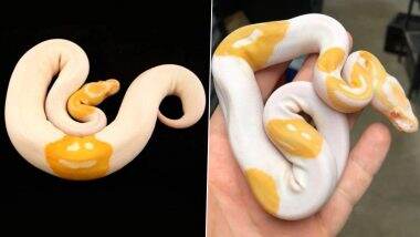 Snake with 3 Smiley Faces Bred and Sold by Justin Kobylka for $ 6000 (Rs 4.37 Lakh)! Watch Video of the Unique Albino Piebald Ball Python