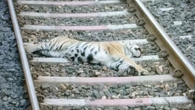 Tiger Dies After Being Run Over by Goods Train in Maharashtra's Gondia