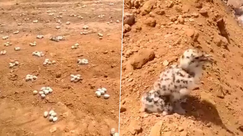 Nesting Colony of Slender-Billed Gulls & Flamingos in Greater Rann of Kutch Destroyed by Bulldozer to Construct New Road, Heart-Wrenching Video Goes Viral