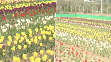 Jammu and Kashmir: Tulips of 5 Different Colours Bloom at Highland Park, Kud in Udhampur District (See Pics)