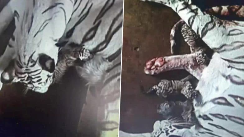 White Tigress Bijaya Gives Birth to Three Cubs at Nandankanan Zoological Park in Bhubaneswar