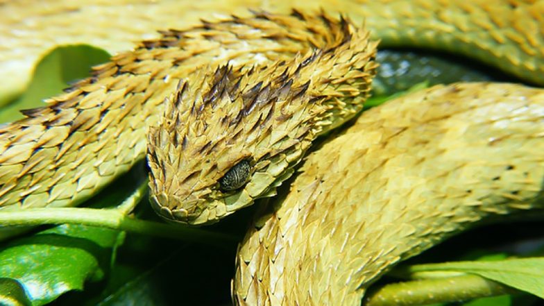 African Bush Viper, with No Known Antivenom, Bites San Diego Zoo Employee Who Was Caring for the Venomous Snake