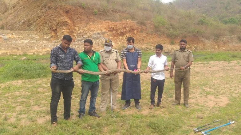Odisha: 14-Foot-Long King Cobra Rescued From Badamba Village in Cuttack, Later Released in Talachandragiri Reserve Forest (See Pic)