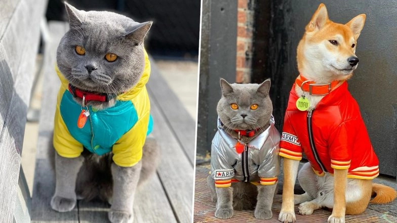 Ponzu, Instagram Famous Cat Dies From Injuries in Vicious Attack by Family on Walk in Brooklyn Park, Shocking Incident Captured in Viral Video