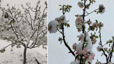 Snowfall in Himachal Pradesh: Mandhol Village in Shimla, Manali Recieve April-End Snow, Stunning Pics and Videos Go Viral