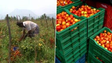 Tomato Prices Go Down to Rs 3 Per Kg in Coimbatore, Farmers Suffering Heavy Loss