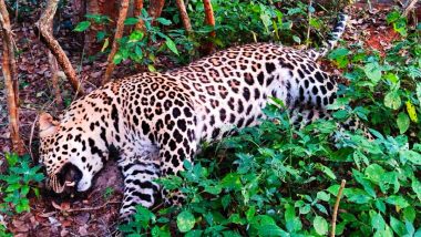 Tamil Nadu: Leopard Found Dead Near Coimbatore's Karamadai Range Forest