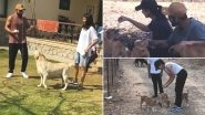 Anushka Sharma and Virat Kohli's Special and Priceless Moments From Last Year Shows Virushka's Immense Love For Dogs - WATCH