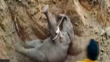 Odisha: Elephant Calf Rescued from 15 Feet Deep Abandoned Well in Mayurbhanj District