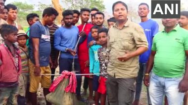 Assam: 16-Foot-Long King Cobra Rescued at a Tea Estate in Nagaon (See Pics)